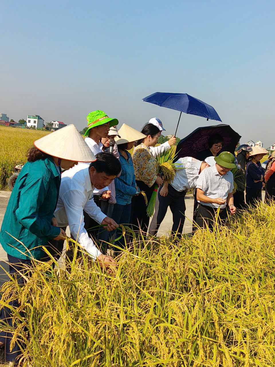 BẮC ĐÔNG HƯNG: HỘI NGHỊ ĐẦU BỜ MÔ HÌNH SẢN XUẤT LÚA TBR16 THEO HƯỚNG GIẢM PHÁT THẢI